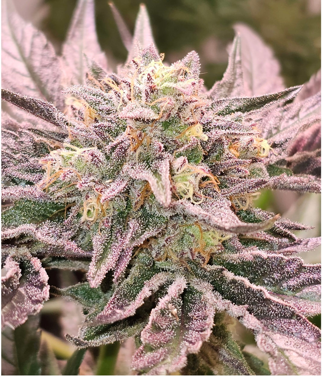 Pink Bacio - Karma Genetics