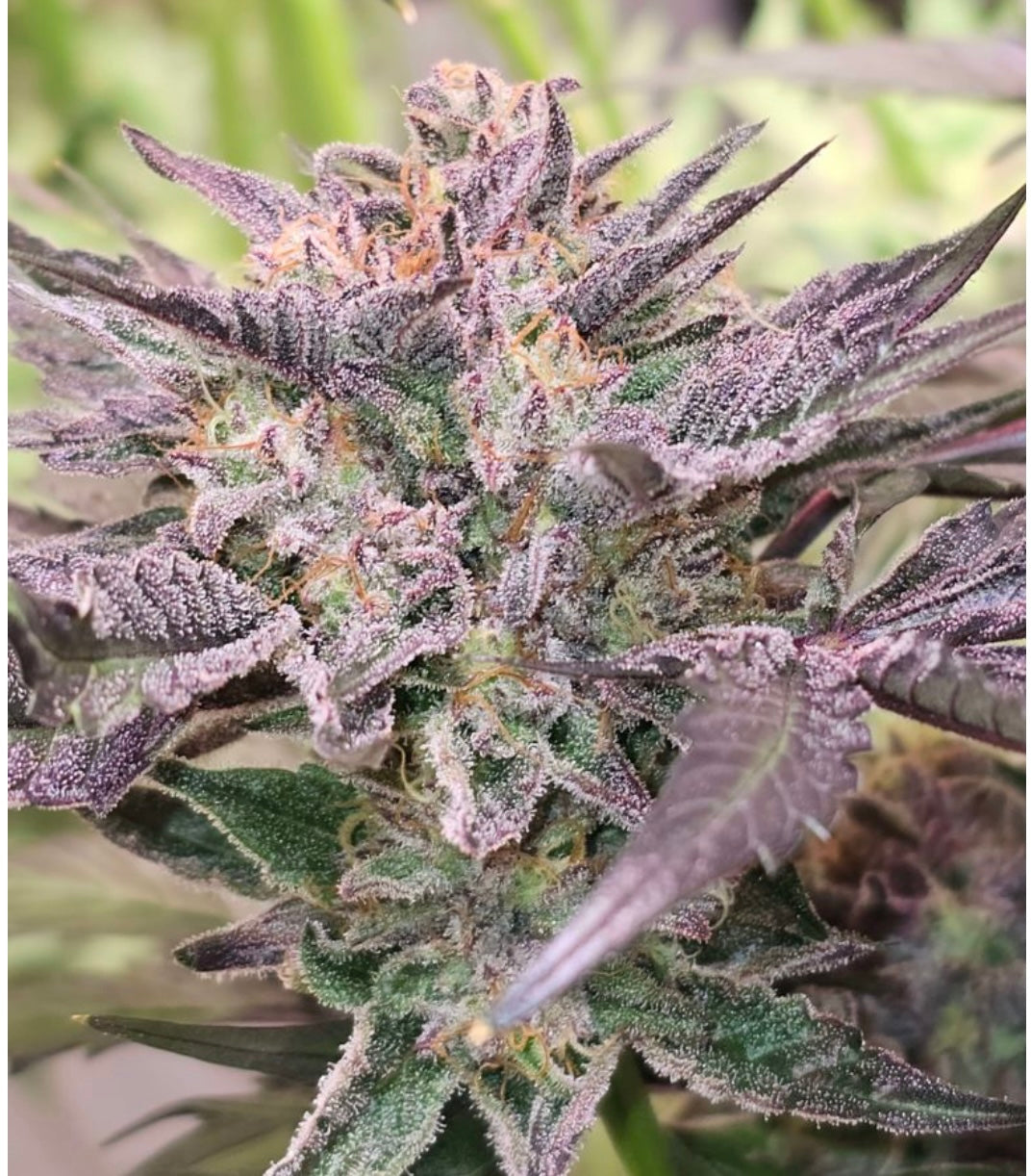 Pink Bacio - Karma Genetics