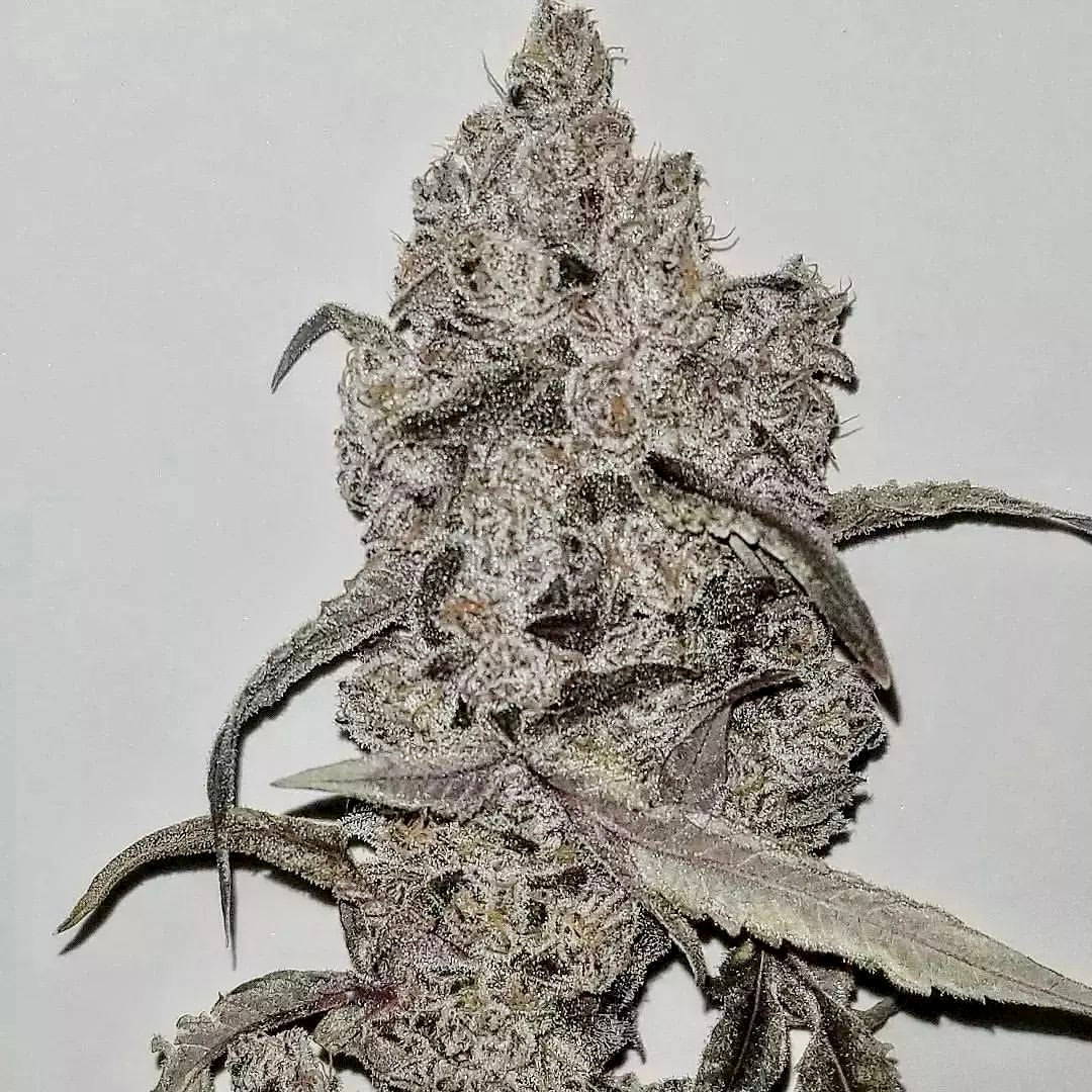 NanaZ Feminized Seeds by Robin Hood Seeds