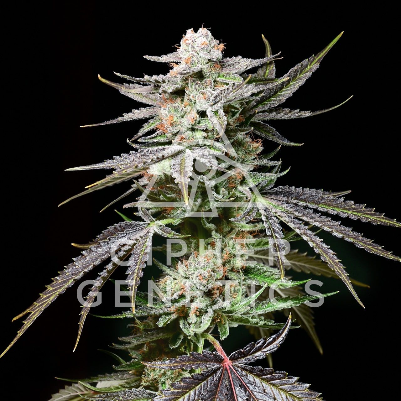 Prism OZ Feminized Seeds by Cipher