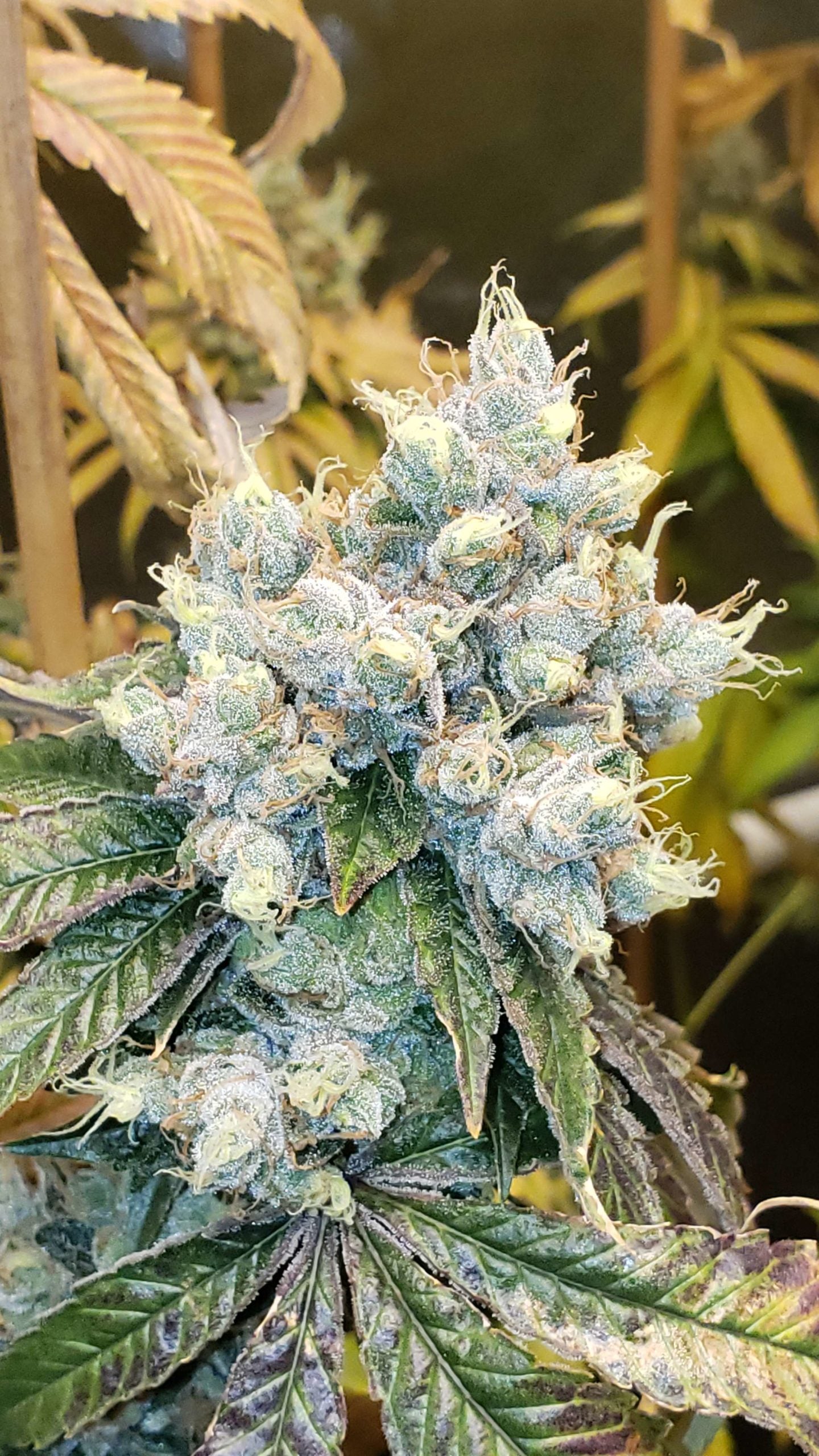 Hayabusa OG - Karma Genetics