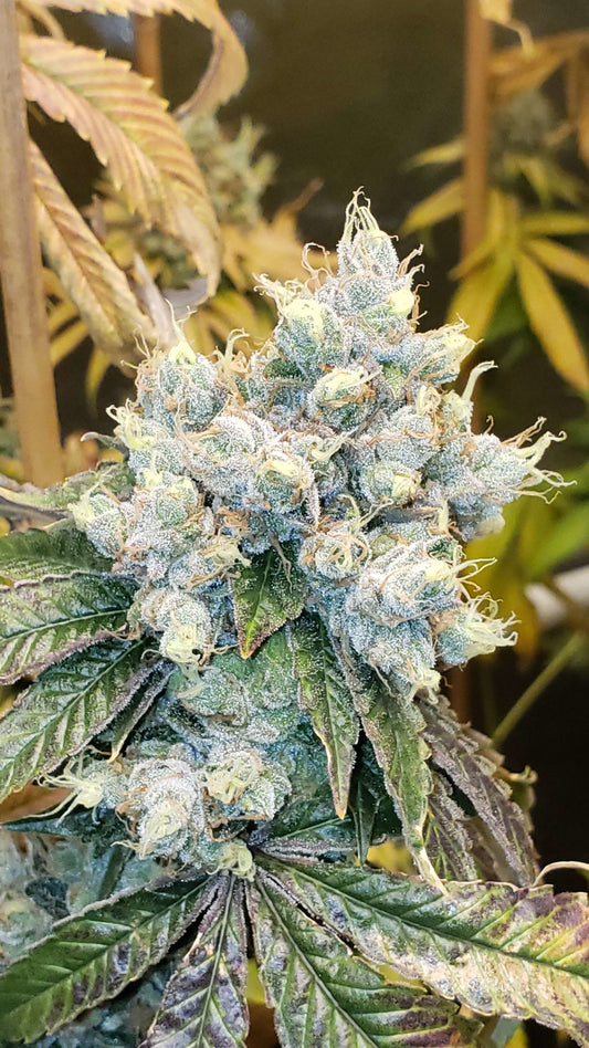 Hayabusa OG - Karma Genetics