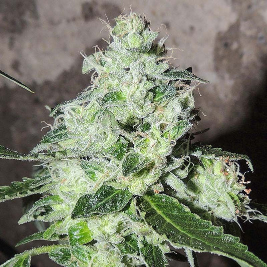 Headbanger - Karma Genetics