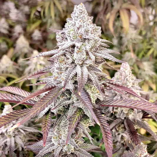 Frozen B.A.G Feminized Seeds by Robin Hood Seeds