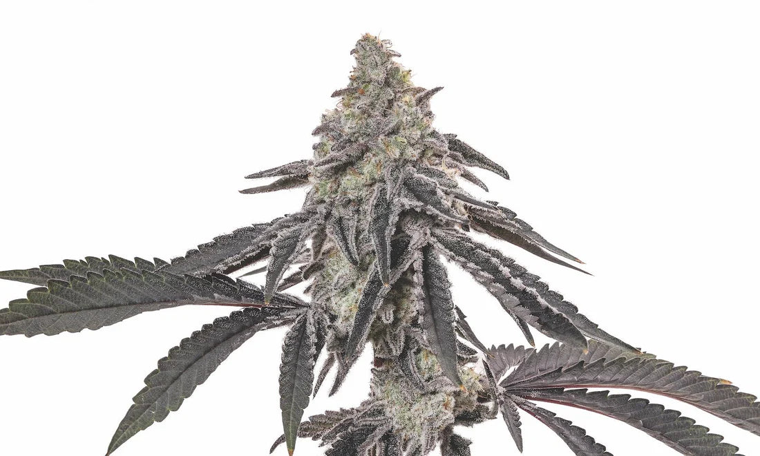 Frozen OG Feminized Seeds by Robin Hood Seeds