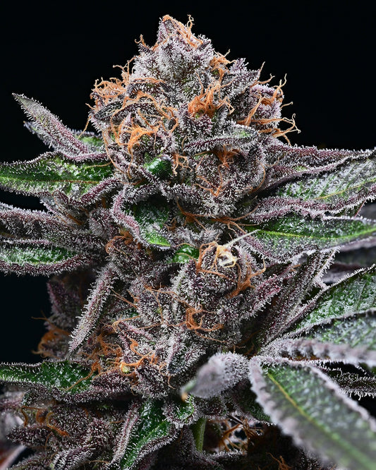 Cookies - Candy Candy (Runtz X (Cherry Pie X Planet Purple)