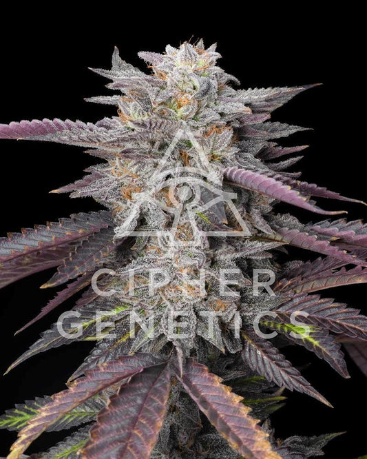 Caramelz Feminized Seeds by Cipher