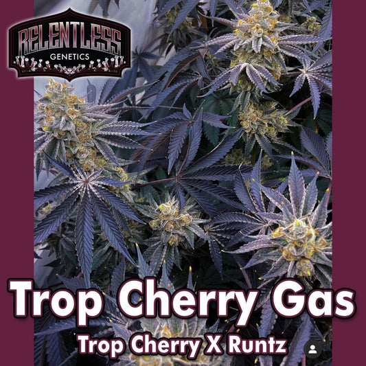 Trop Cherry Gas by Relentless Genetics , Feminized Seeds