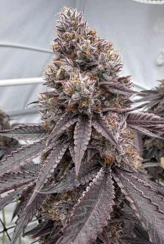 Blue Limonada - Square One Genetics