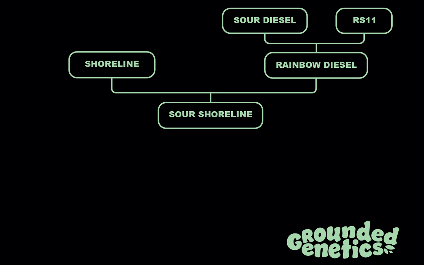 Grounded Genetics - Sour Shoreline