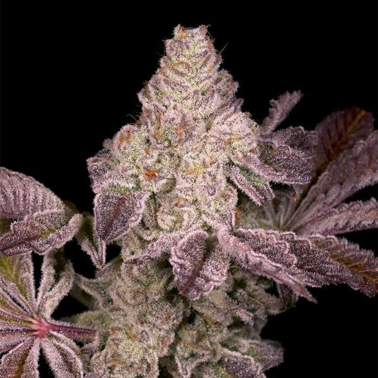 Dark Rainbow 2.0 - Archive Seeds