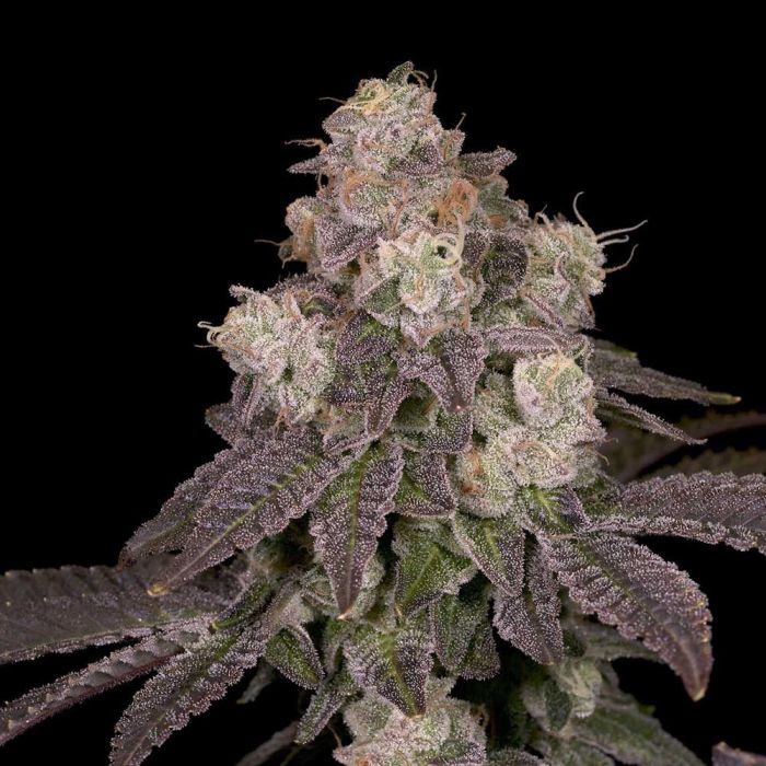 Moonbow 112lX - Archive Seeds