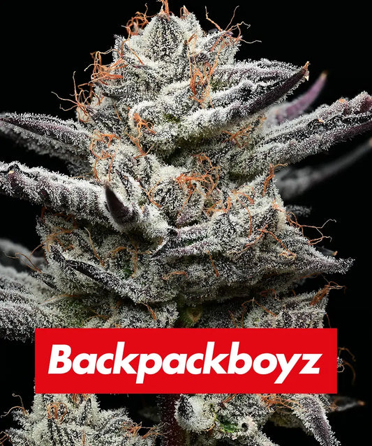 Black Cherry Gushers - Backpackboys x Barneys