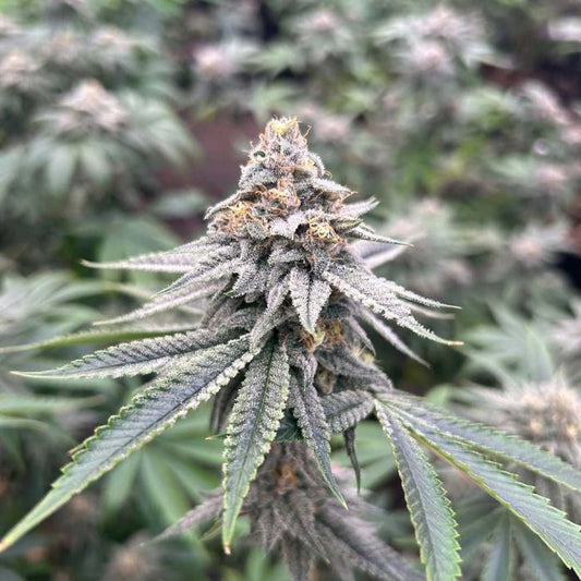 Blood Diamonds  2.0 - Concious Genetics