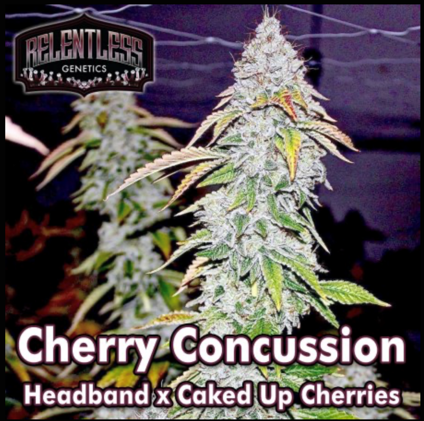 Cherry Concussion - Relentless Genetics Regular Seeds