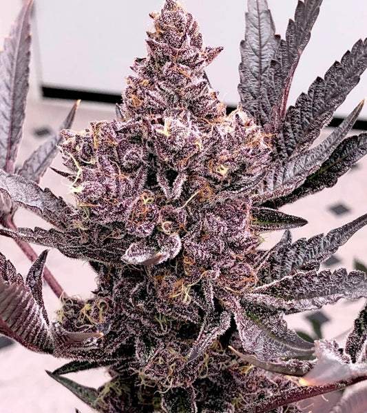 Colorado Nightshifter by Relentless Genetics , Feminized Seeds