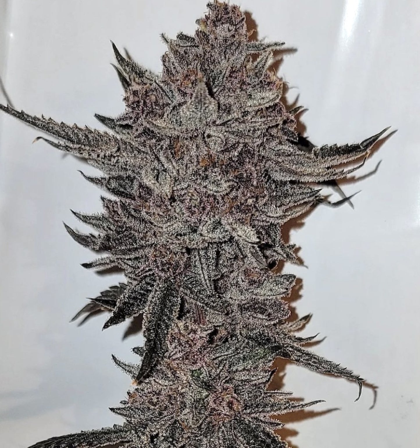 Divine Queen - Relentless Genetics Regular Seeds