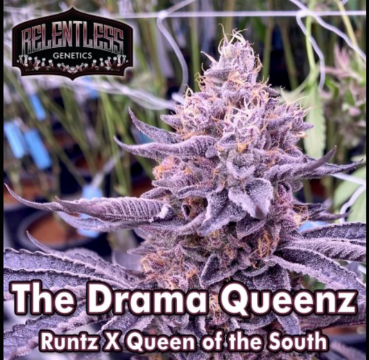 The Drama Queenz  by Relentless Genetics , Regular Seeds