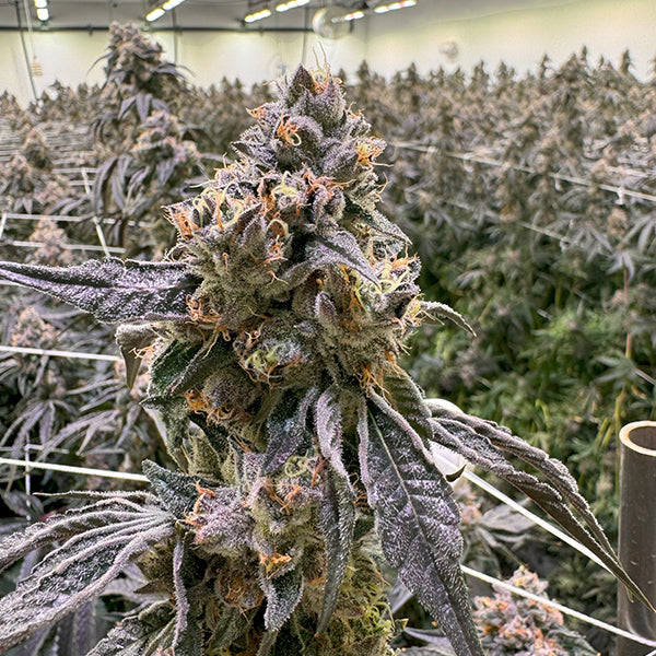 Dulce Con Gas – Feminized Terphogz Genetics