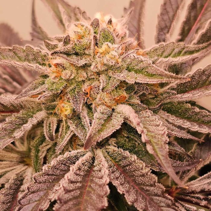 Hindu Runtz - Karma Genetics