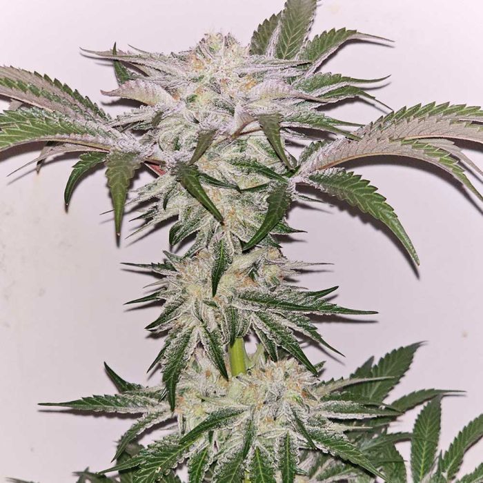 Hindu Runtz - Karma Genetics