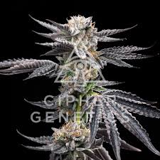 Chikitaz Feminized Seeds by Cipher