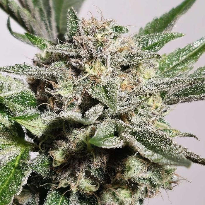 Pink Fritter - Karma Genetics