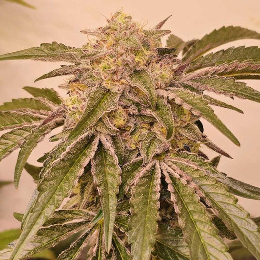 Pink Pie - Karma Genetics