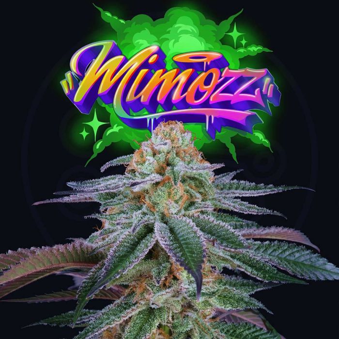 Perfect Tree - Mimozz (Mimosa x Peach Ozz)