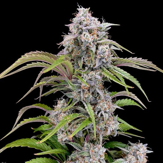 Amulet OG Exklusive Autoflowering Cannabis Samen