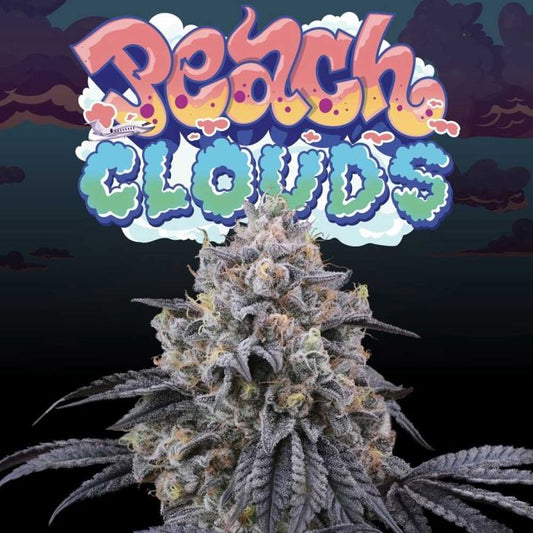 Perfect Tree - Peach Clouds (Kushmints x Peach OZZ)