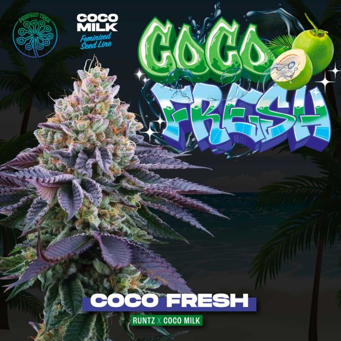 Perfect Tree - Coco Fresh (Runtz)