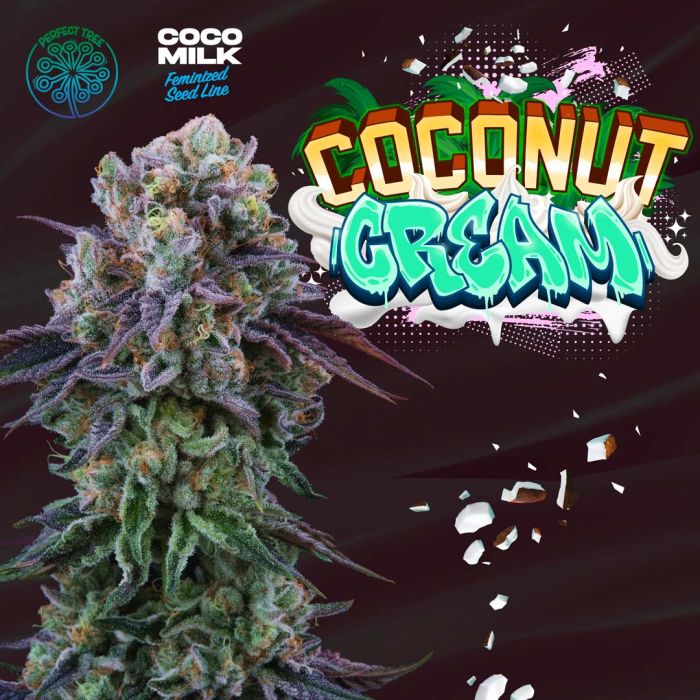 Perfect Tree - Coco Cream (LA Kush Cake x Coco Milk)