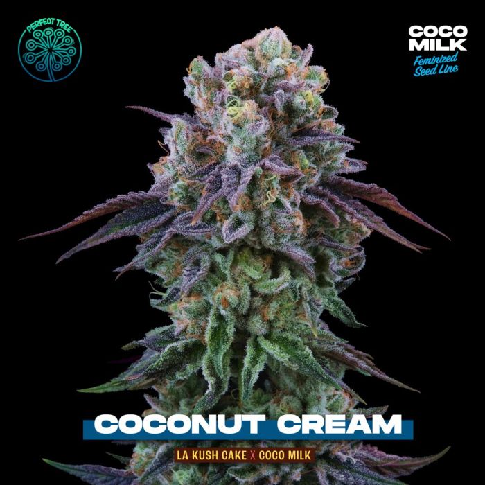 Perfect Tree - Coco Cream (LA Kush Cake x Coco Milk)