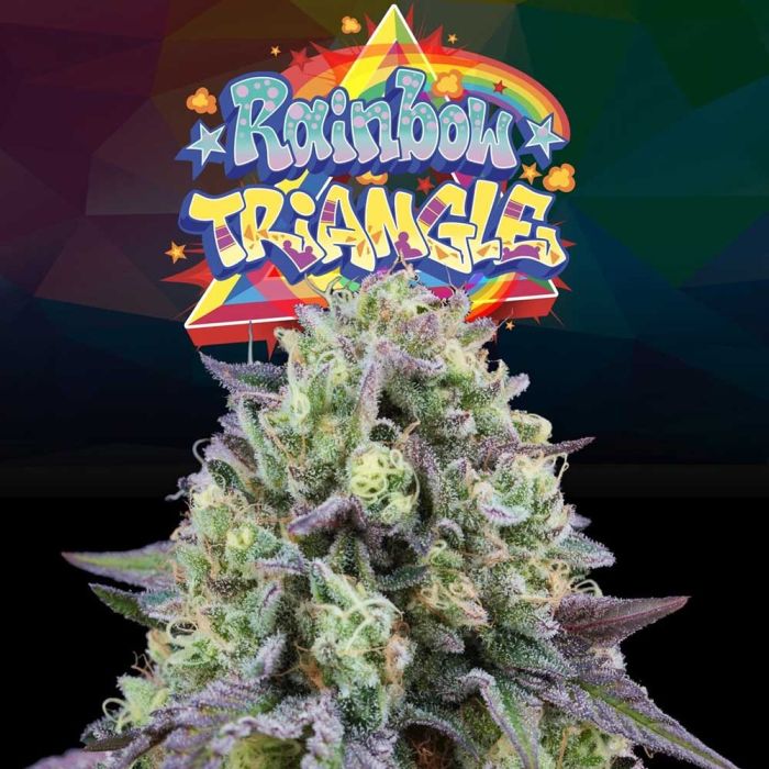 Perfect Tree - Rainbow Triangle (Triangle Kush x Peach Ozz)