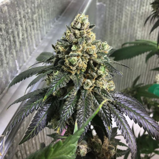 Sherb Biker - Karma Genetics