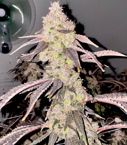 Slap Shot by Relentless Genetics , Feminized Seeds