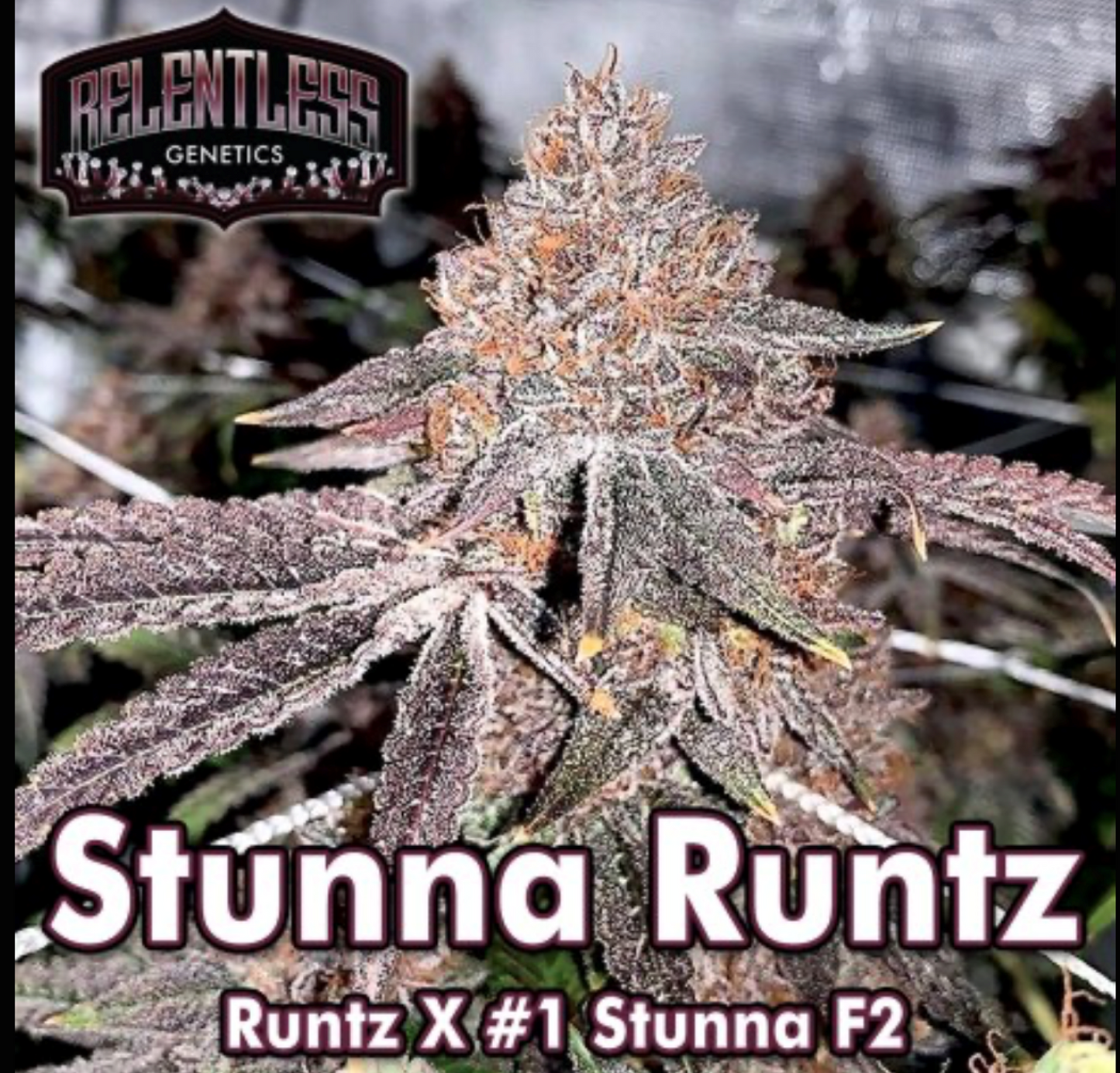 Stunna Runtz - Relentless Genetics Regular Seeds