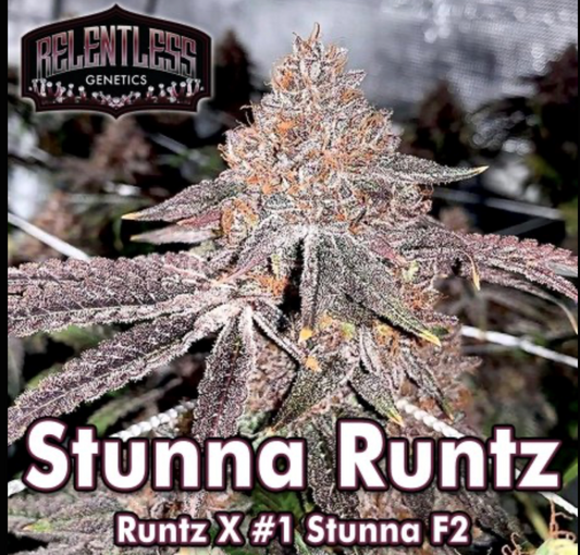 Stunna Runtz - Relentless Genetics Regular Seeds