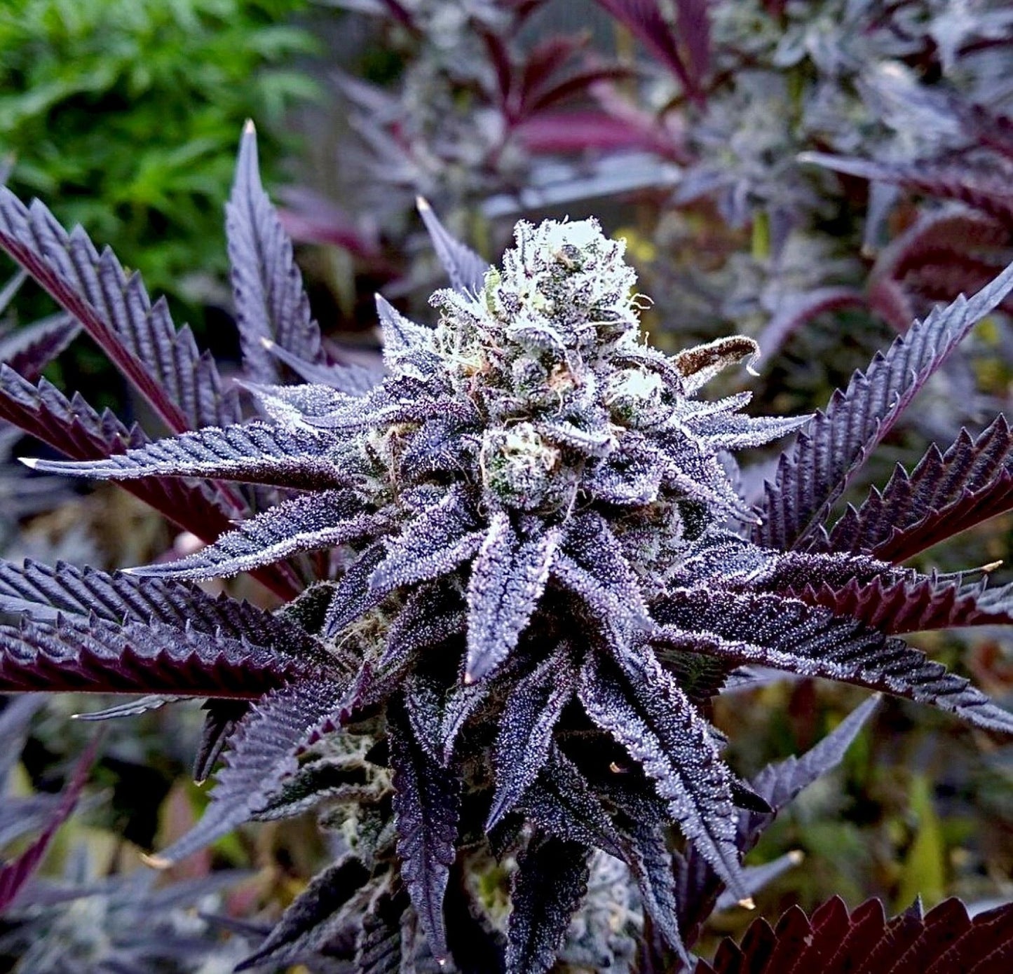 Sugar Lips by Relentless Genetics , Regular Seeds