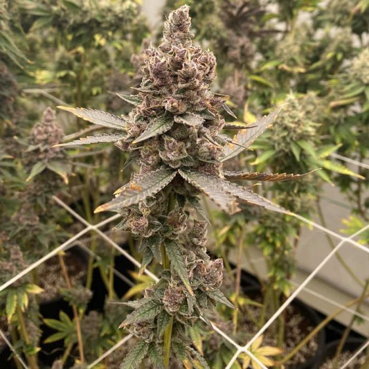 Tropicana Grape Cake - Fidels Seeds