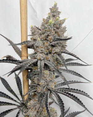 The Goozer OG - Solfire Gardens